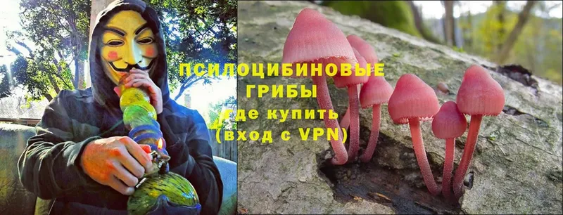 Псилоцибиновые грибы Cubensis  мега tor  Кызыл 